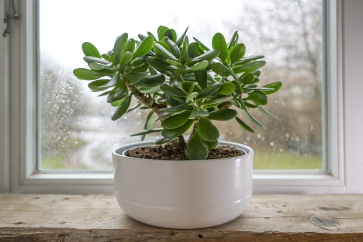 How To Get Your Jade Plant To Flower