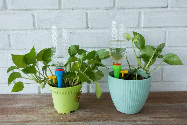 8 Houseplant Watering Hacks Every Indoor Gardener Needs To Know