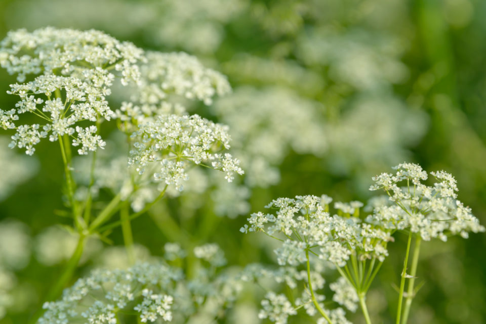 14 Lesser-Known Herbs That Deserve A Spot In Your Herb Garden