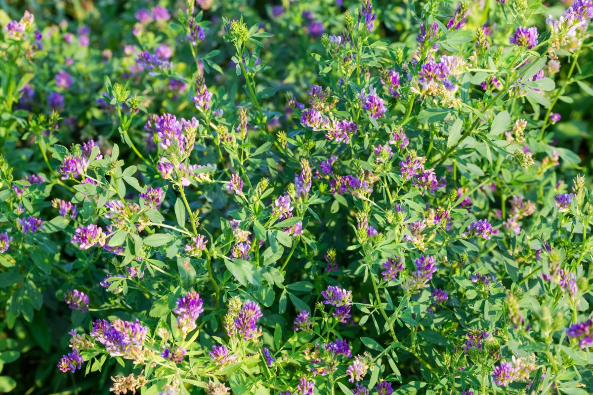 Alfalfa in bloom in the sunshine