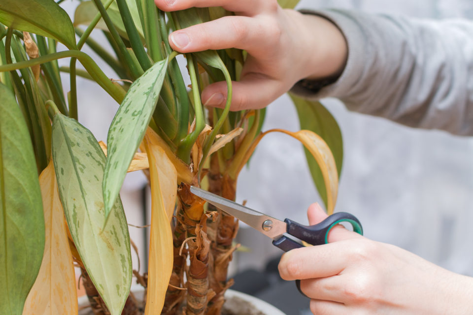 8 Things You Must Do Every Time You Bring Home A New Houseplant