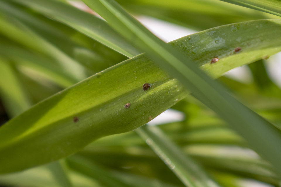 How To Get Rid Of Scale On Houseplants + The One Thing Not To Do