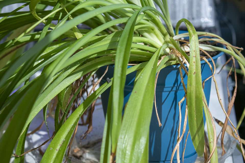 scale-on-houseplants-5-effective-steps-to-eliminate-them