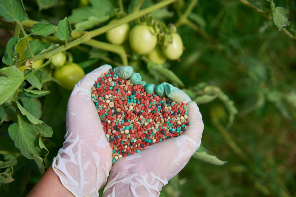 24 Reasons Why Your Tomato Plants Are Dying And How To Fix It 0578