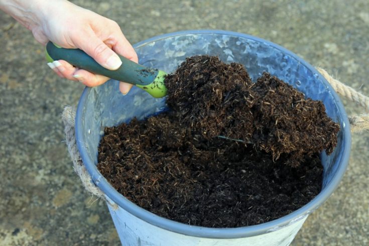 6 Zucchini Growing Secrets For Your Biggest Ever Harvest This Summer