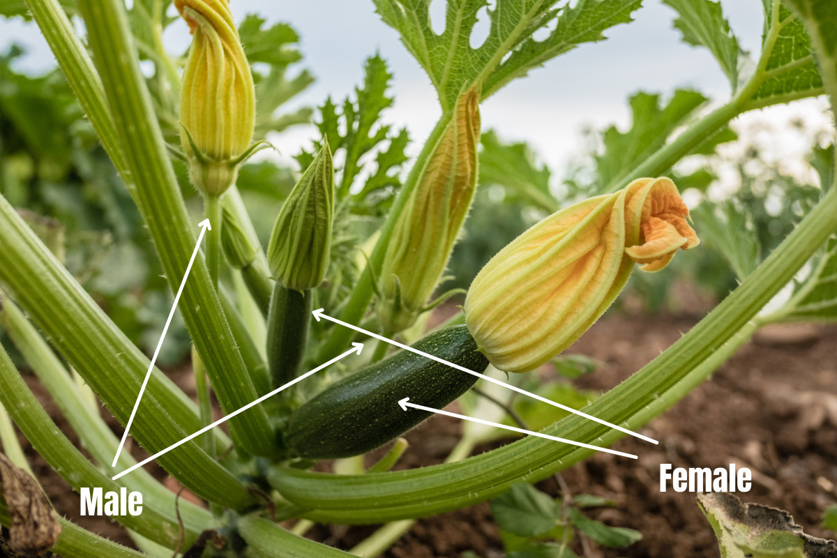 Photo diagram of male and female zucchini flowers