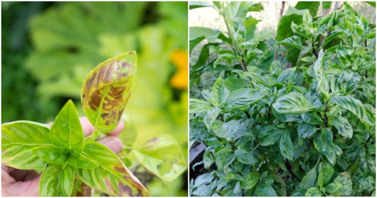 6 Common Basil Growing Problems & How To Fix Them