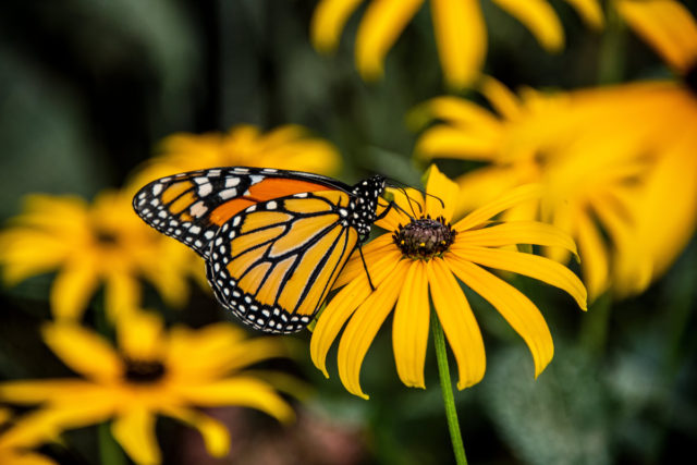 8 DIY Butterfly Feeder Ideas + 5 More Ways To Attract Butterflies