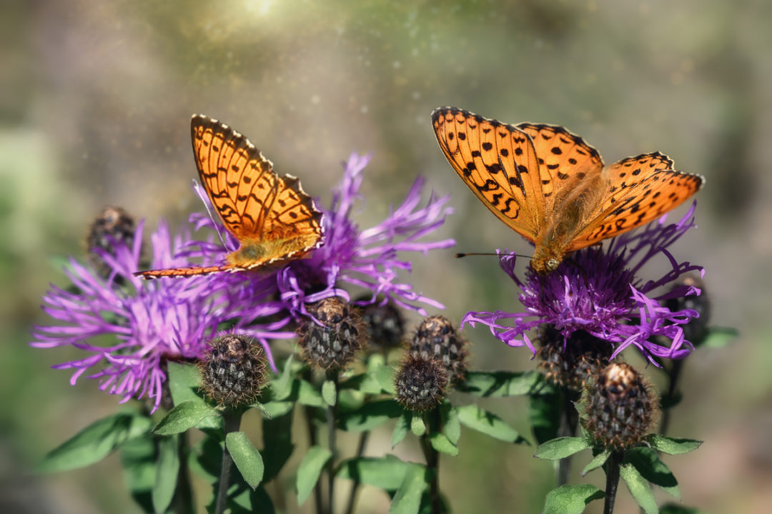 8 DIY Butterfly Feeder Ideas + 5 More Ways To Attract Butterflies