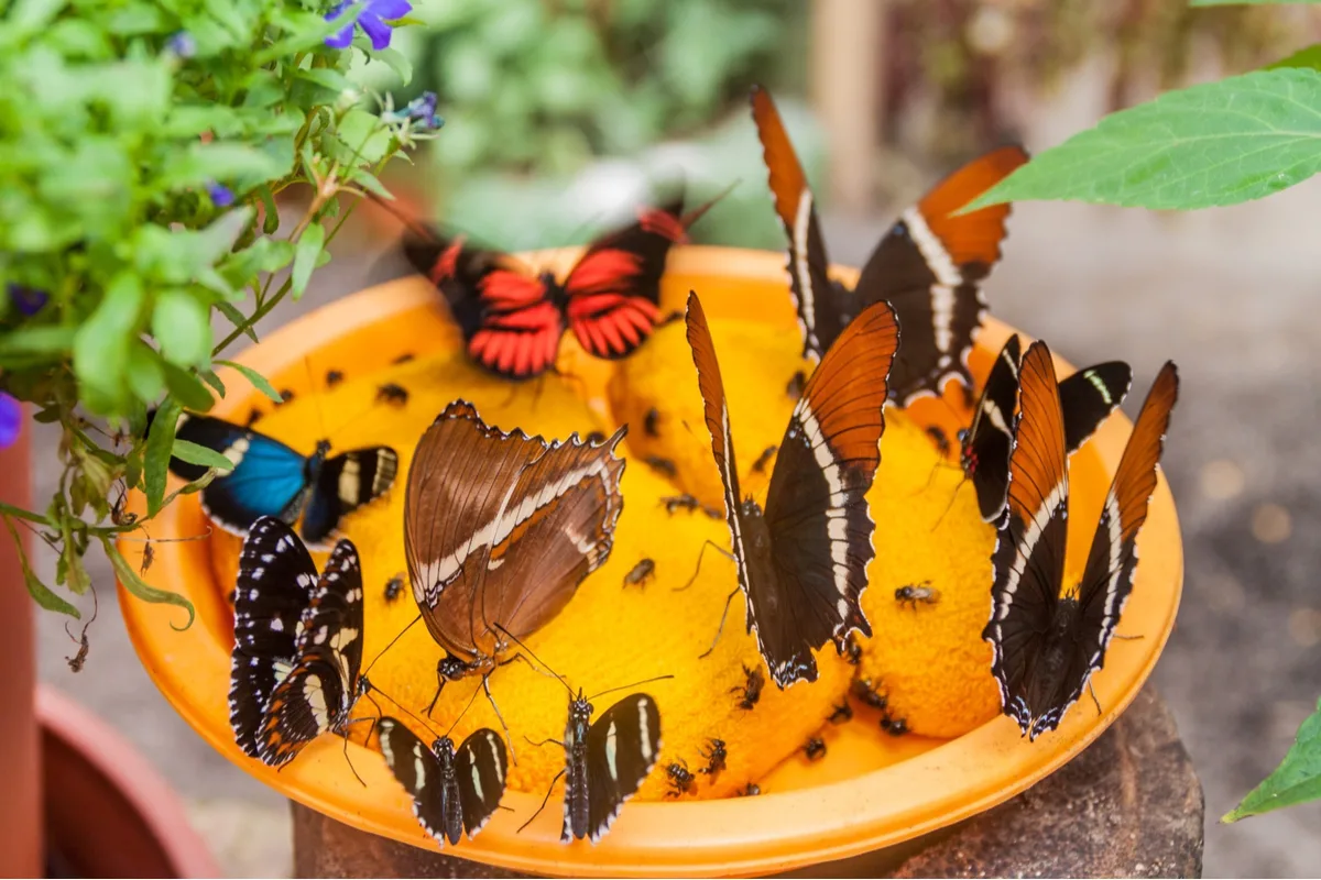 How to Make a Butterfly Water Feeder — Empress of Dirt