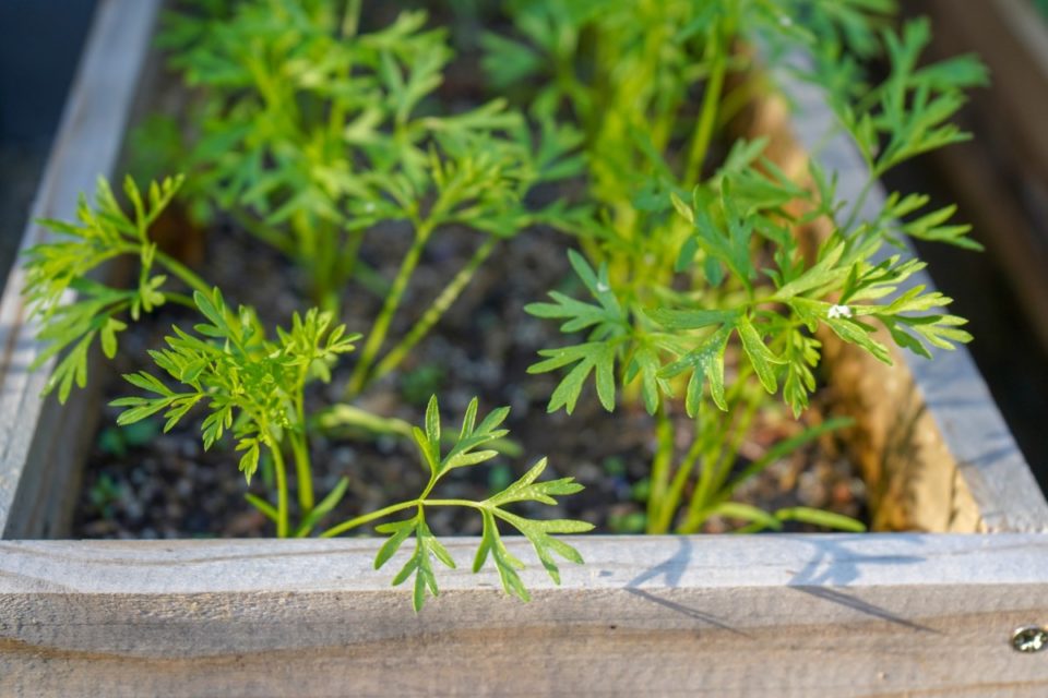 8 Secrets To Growing Carrots In Containers   Carrots Containers 6 960x640 