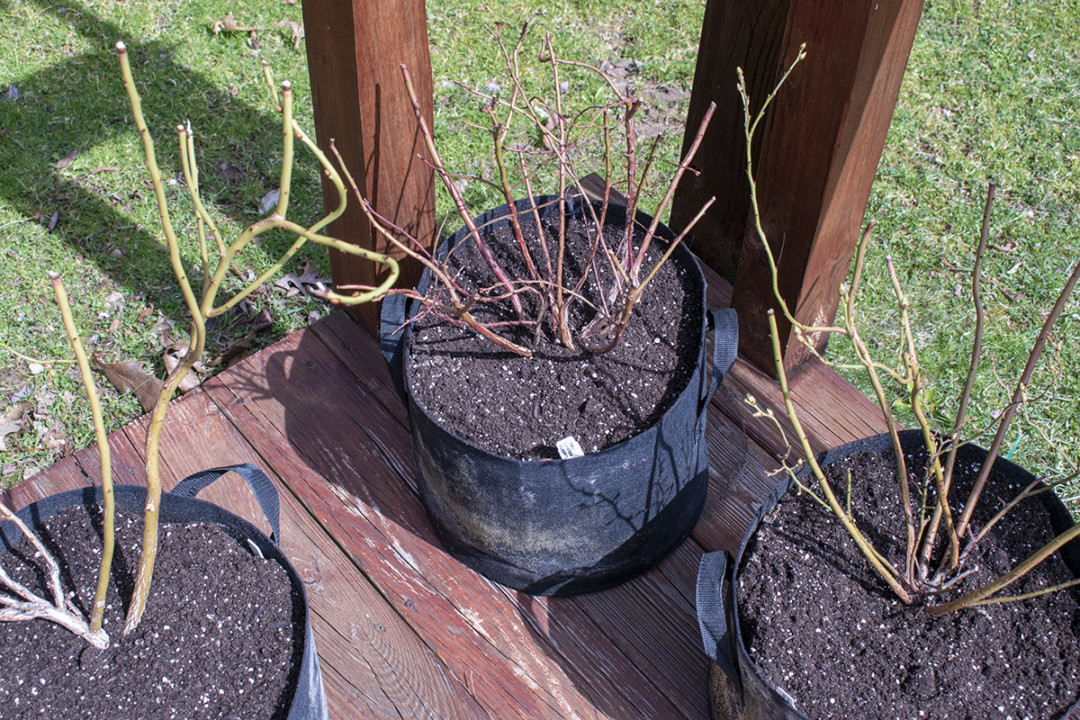 How & When To Fertilize Blueberry Bushes For Buckets Of Berries