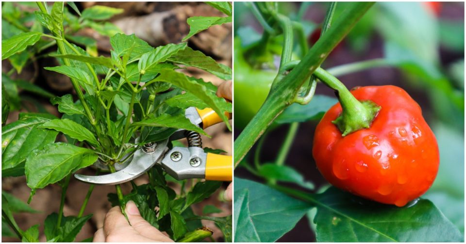 How To Prune Pepper Plants For Huge Yields