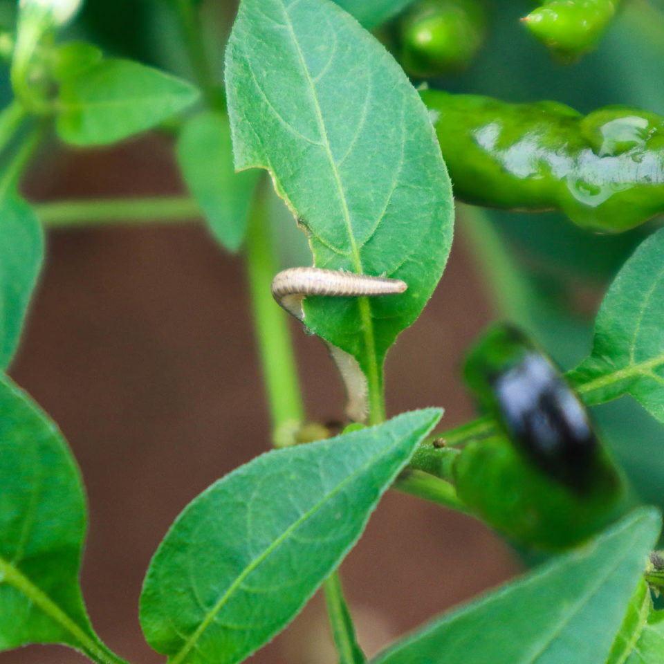 how-to-prune-pepper-plants-for-huge-yields