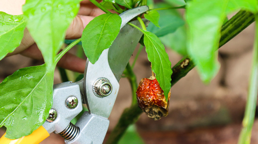 download pruning pepper plants