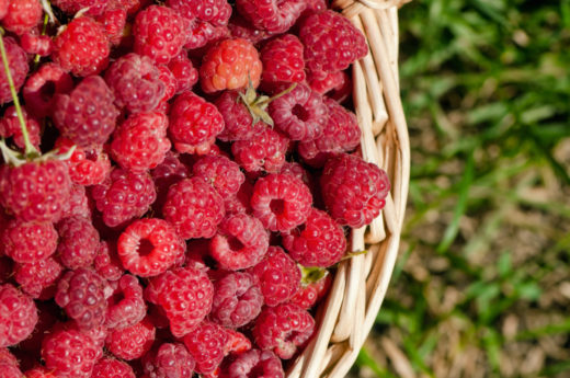 7 Secrets For Your Best Ever Raspberry Harvest