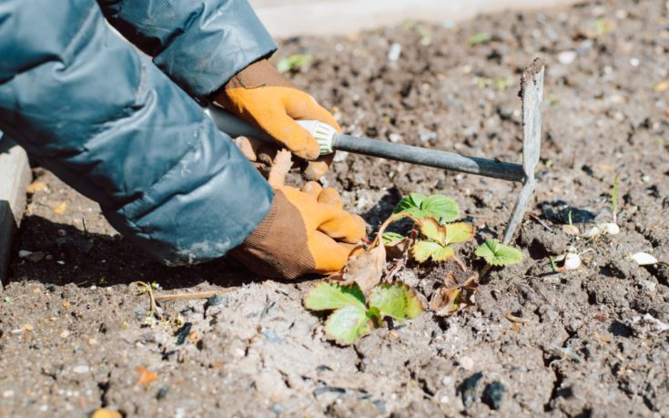 7 Quick Spring Strawberry Chores for Big Summer Harvests