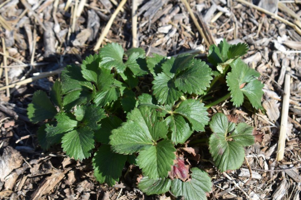 Stop Struggling to Grow Strawberries - All Your Berry Issues Solved