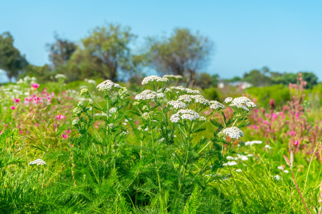 15 Reasons To Grow Yarrow & How To Use It