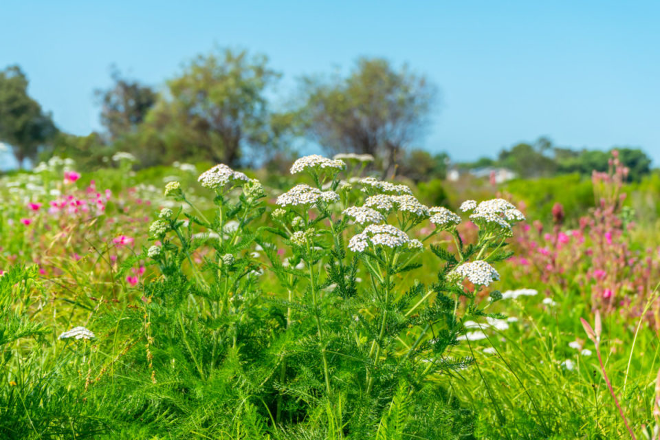 15 Reasons to Grow Yarrow & How To Use It