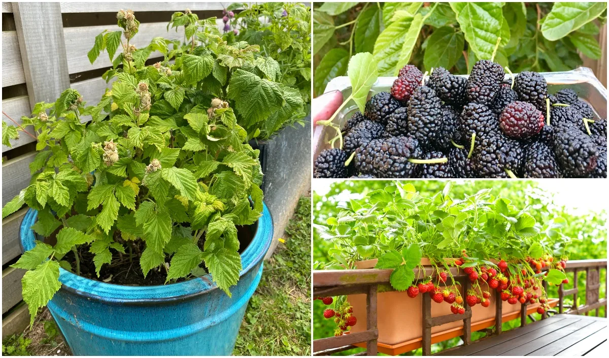 12 Best Fruits and Berries for Patio Containers — Empress of Dirt