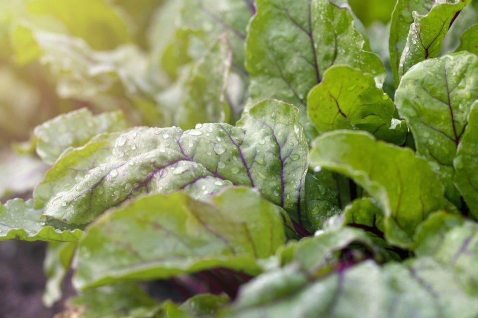 8 Secrets To Harvest A Bumper Crop Of Beets