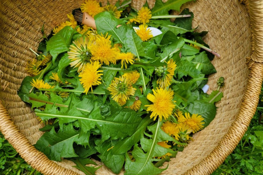 7 Tasty Dandelion Greens Recipes You'll Be Desperate To Try