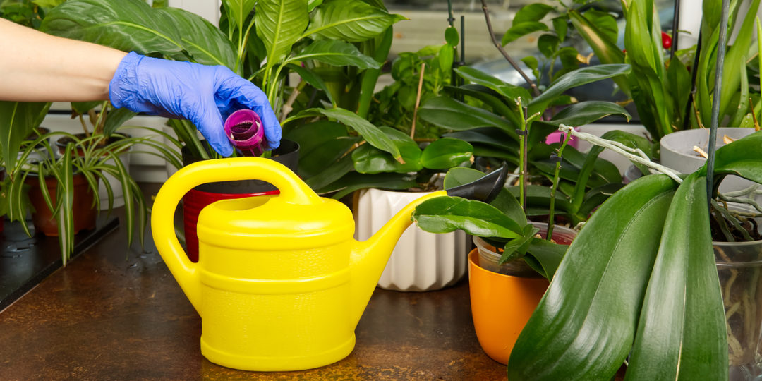 Fertilizing Houseplants - How, When & What to Use