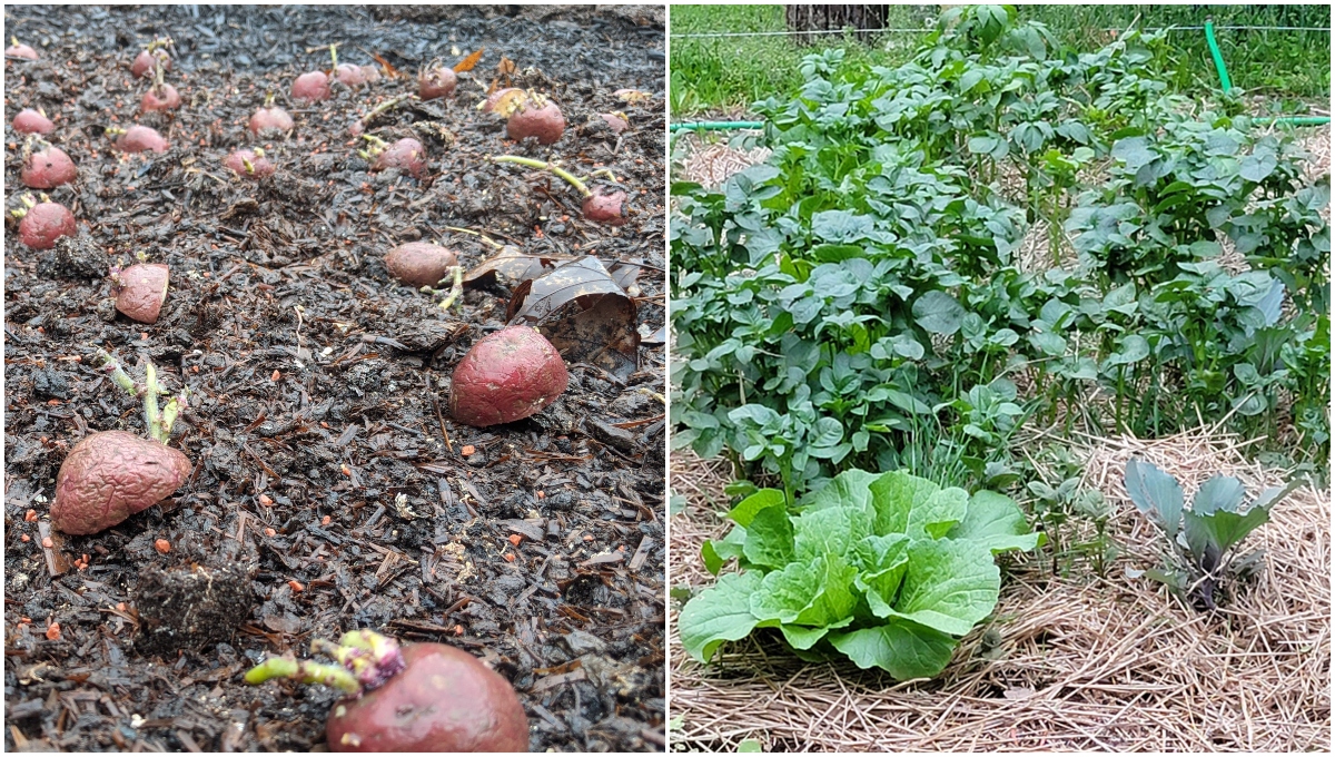 Make Your Own Potato Grow Bag - Gently Sustainable