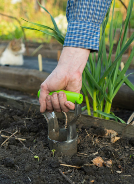 9 Soil Amendments to Put In Your Vegetable Planting Holes