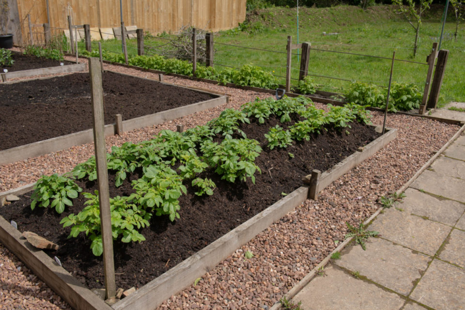 Best Way To Grow Potatoes In A Raised Bed