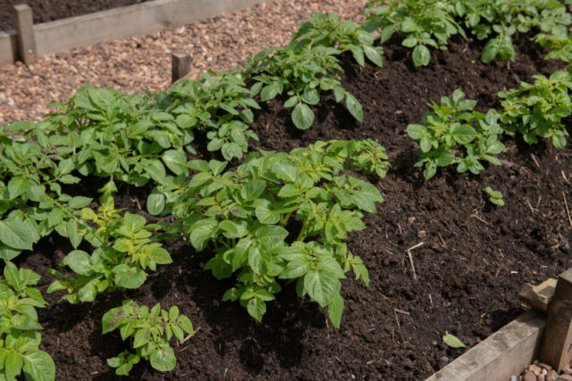 Growing Potatoes In Raised Beds: Everything You Need To Know