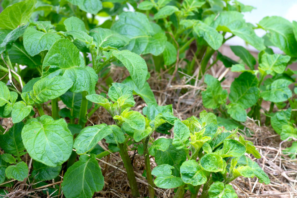 Growing Potatoes In Raised Beds: Everything You Need To Know