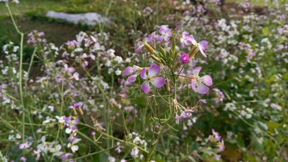 Radish Pods 10 Reasons To Let Your Radishes Go To Seed 6124