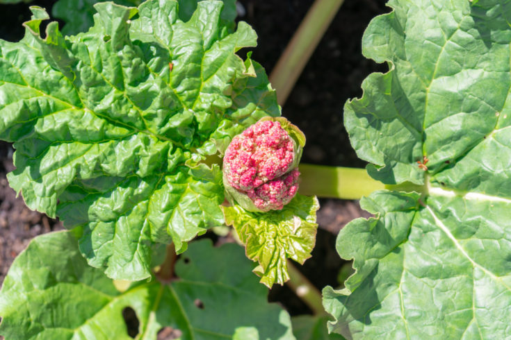 Why Is My Rhubarb Flowering & What Should I Do?