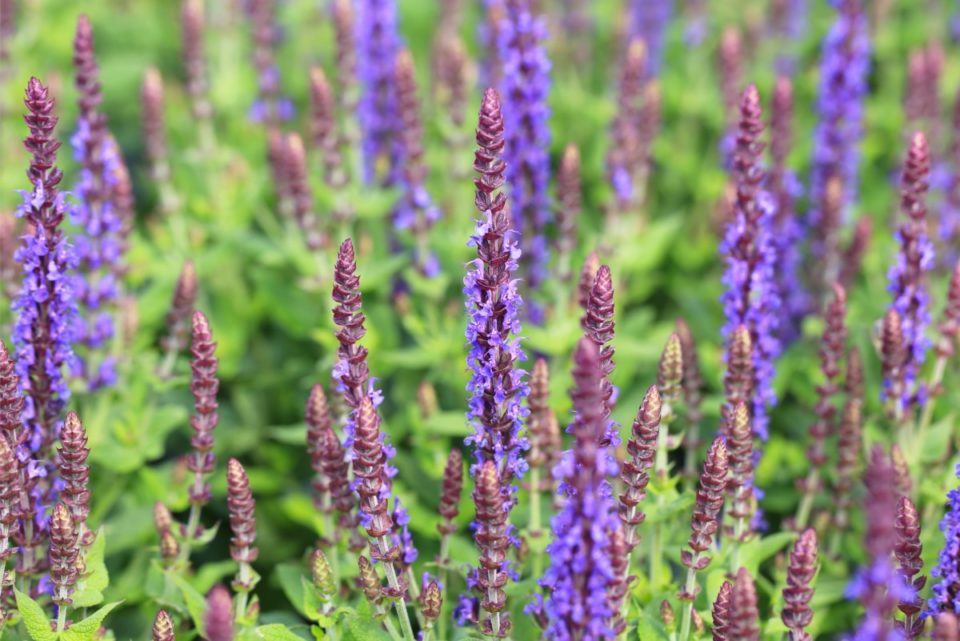 How to Grow Massive Sage Plants From Seed or Cuttings