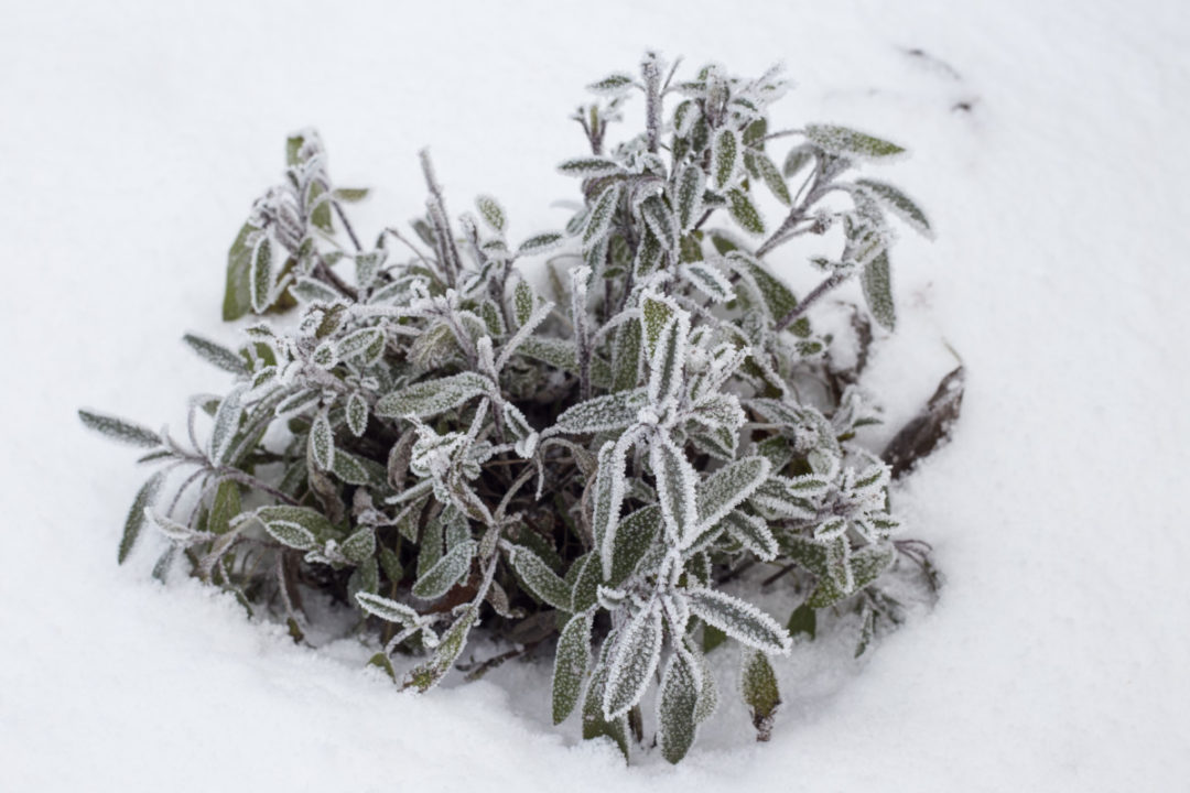 How To Grow Massive Sage Plants From Seed Or Cuttings   Sage Guide Winter 1080x720 