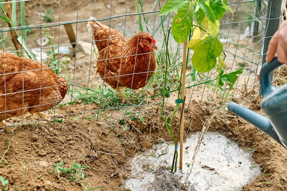 8 Common Garden Plants That Are Toxic To Chickens