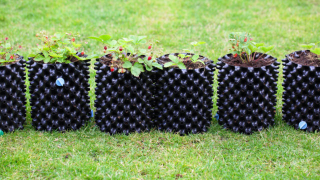 Air Pruning Pots - The Weird Planter That Every Gardener Needs To Try