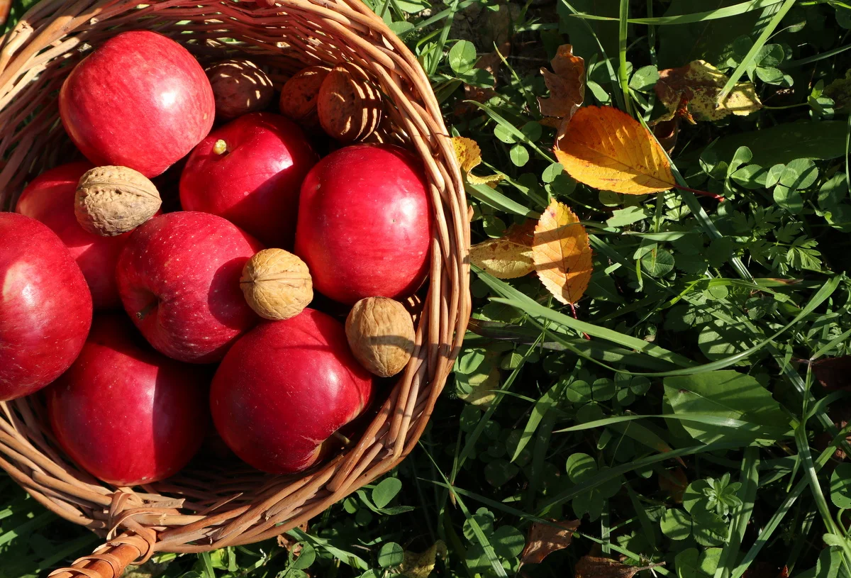 Here are some simple tips on how to store apples for a long, long time -  Backwoods Home Magazine