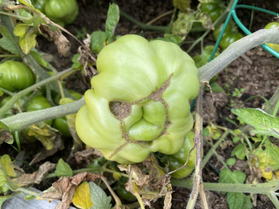 Tomato Catfacing - The Ugly Truth About This Bizarre Tomato Problem