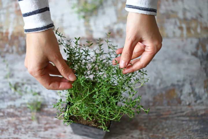 8 Easiest Herbs To Grow Outdoors Or In Containers