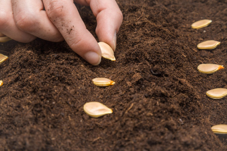 Fertilizing Pumpkins For Huge Harvests + More Pumpkin Growing Tips