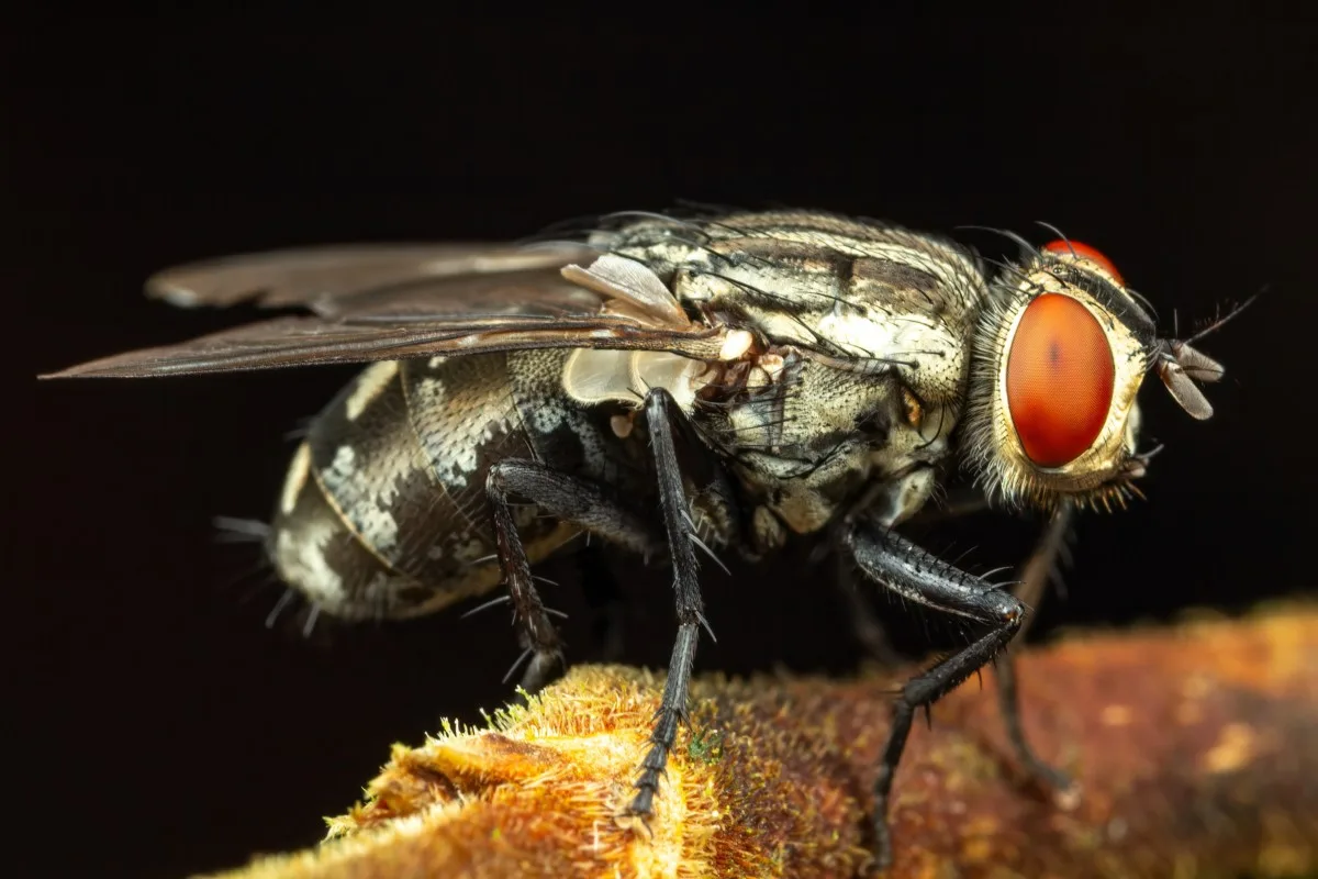 How to Get Rid of Flies in the House: 11 Quick Solutions