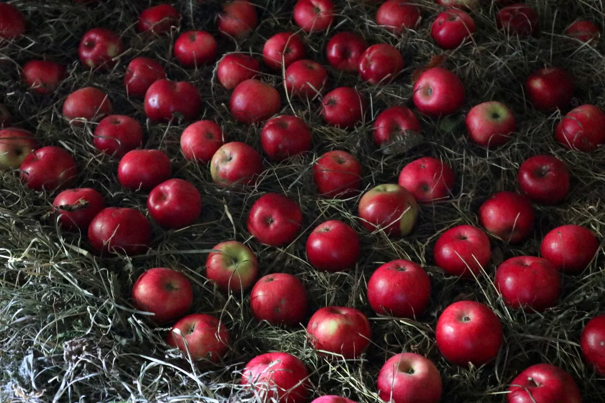 https://www.ruralsprout.com/wp-content/uploads/2022/06/how-to-store-apples-for-many-months-in-a-cellar.jpg.webp