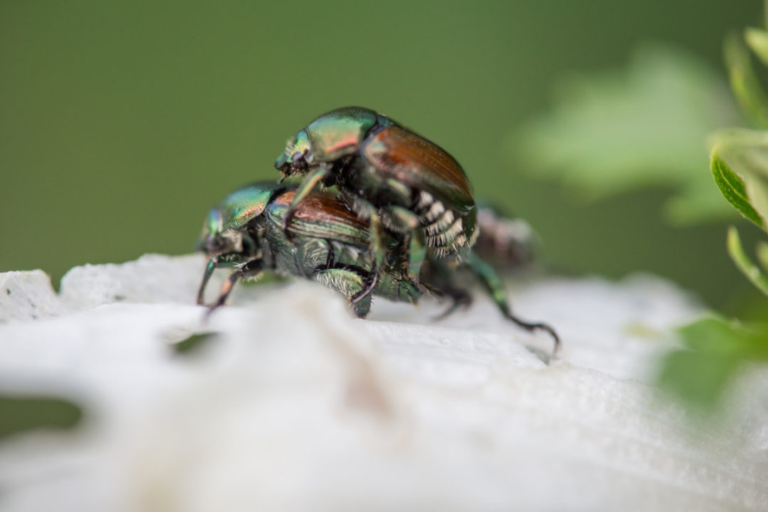 Dealing With Japanese Beetles From Lawn Grub To Binging Beetle 7169