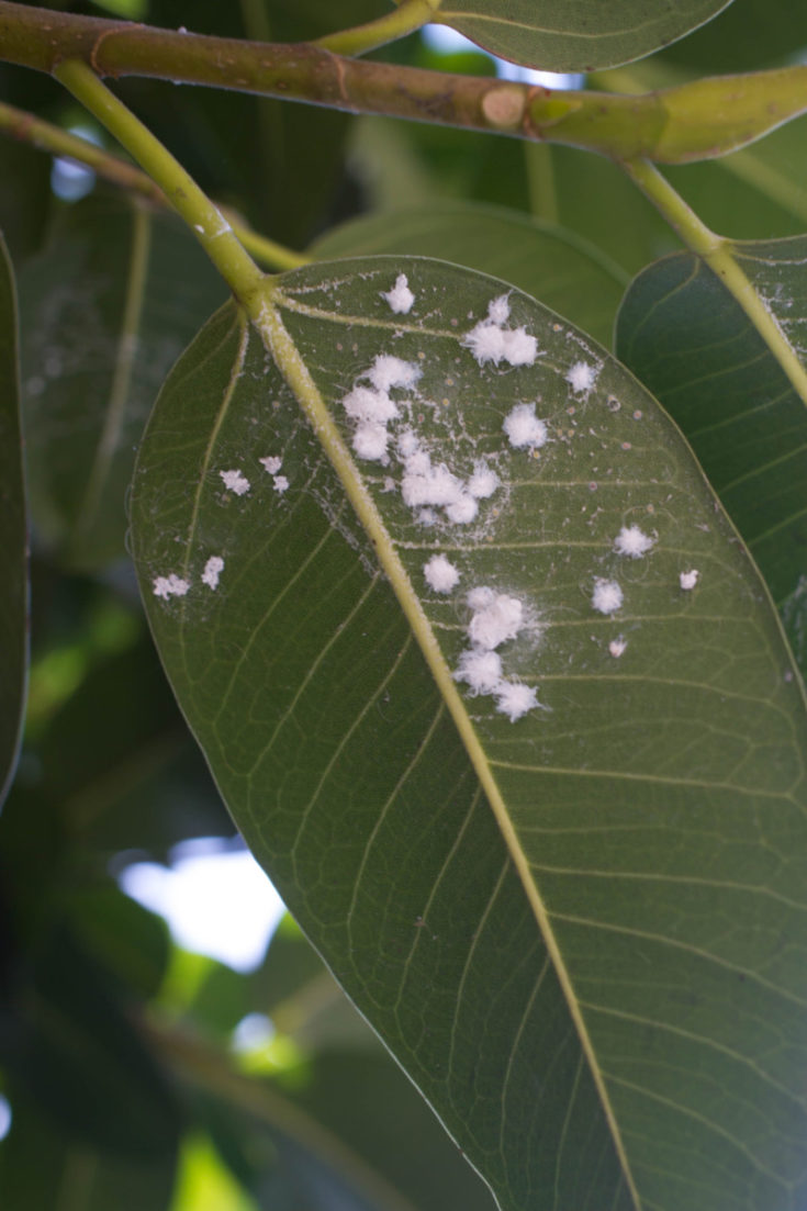 How To Identify & Get Rid Of Mealybugs On Houseplants