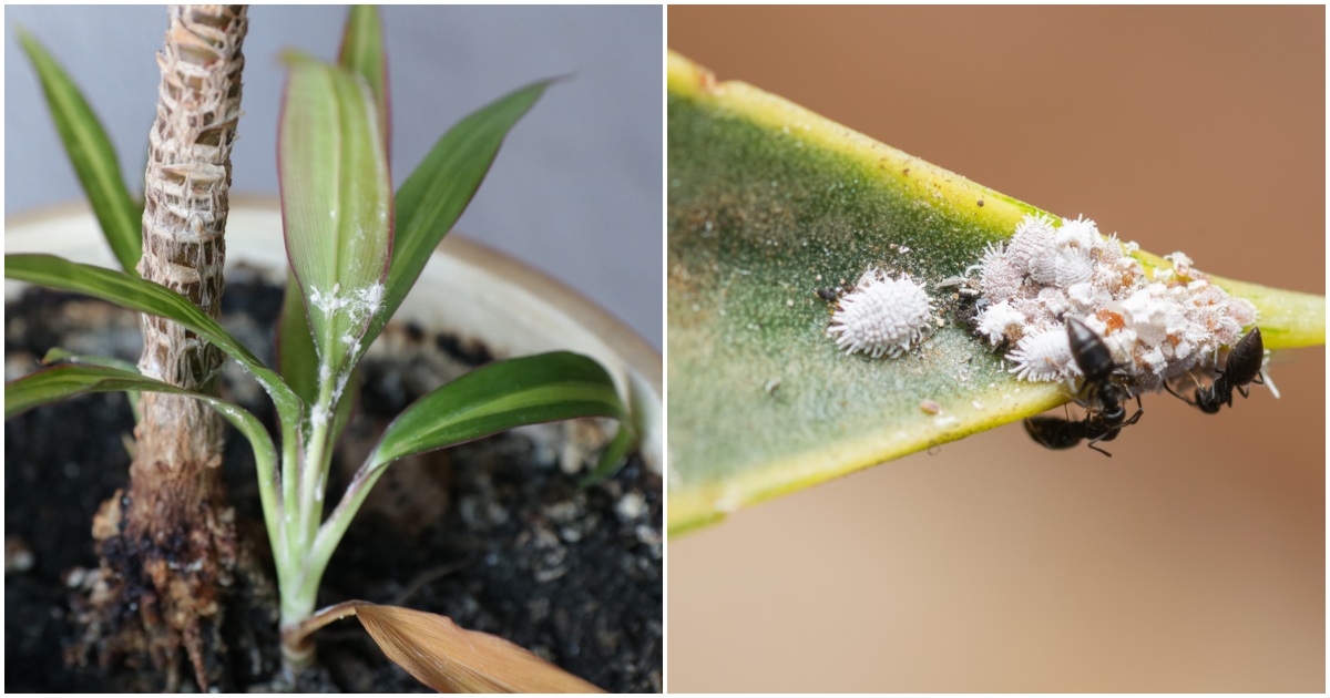 how-to-identify-get-rid-of-mealybugs-on-houseplants