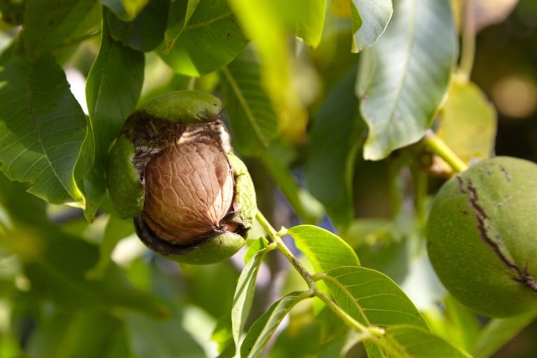 25 Nut Trees To Grow In Your Garden