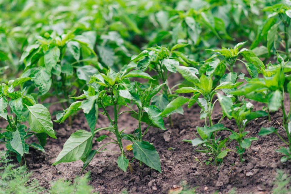 25 Common Pepper Plant Problems And How To Prevent Them